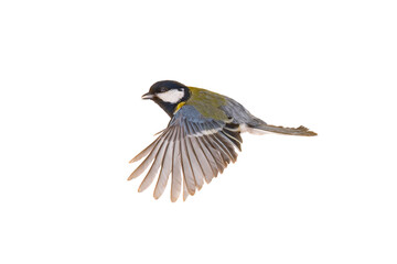 great tit in flight isolated on white background