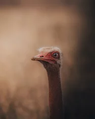 Fotobehang portrait of an ostrich © dhruv