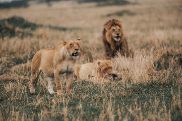 lion and lioness