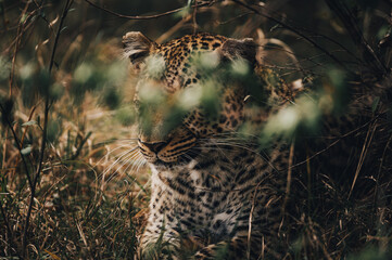 leopard in the bush