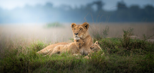 lioness with lion cub in the grass - obrazy, fototapety, plakaty