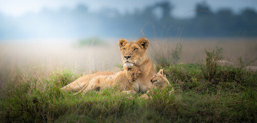 lioness with lion cub in the grass