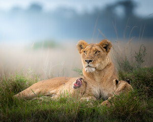 lioness with lion cub in the grass