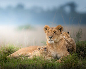lioness with lion cub in the grass - obrazy, fototapety, plakaty