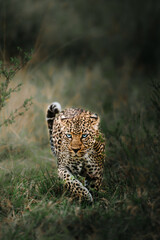 leopard in the grass © dhruv
