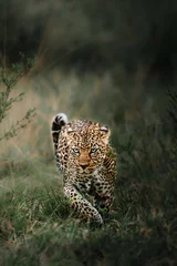 Foto op Plexiglas leopard in the grass © dhruv