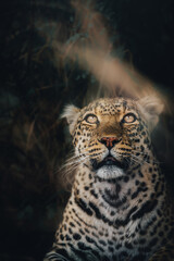 portrait of a leopard
