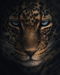 close up portrait of a leopard
