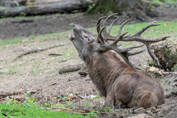 cerf élaphe 
