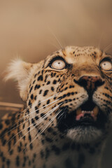 close up of leopard