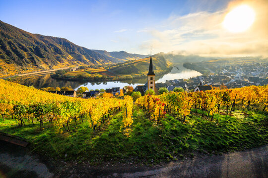 The Moselle loop in autumn, a beautiful river in Germany, makes a 180 degree loop. with vineyards and a great landscape and lighting in the morning. a golden autumn