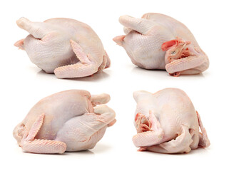 raw hen on a white background