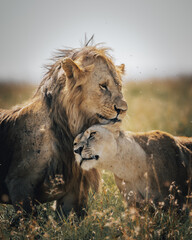 lion and lioness in the grass