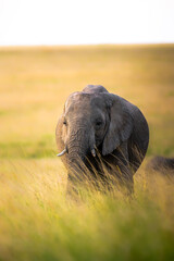 Naklejka premium portrait of female elephant