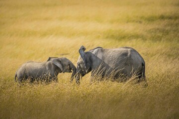 Fototapeta premium elephant in the savannah