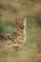 Naklejka na ściany i meble portrait of a serval cat