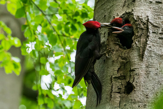 Black woodpecker feeding its fledglings