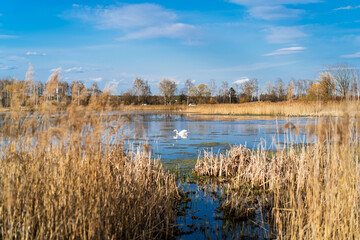 Lonely white swan on an autumn pond
