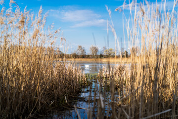 Lonely white swan on an autumn pond