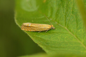 Closeup on the small red piercer moth, Lathronympha strigana sitting on a grean leaf