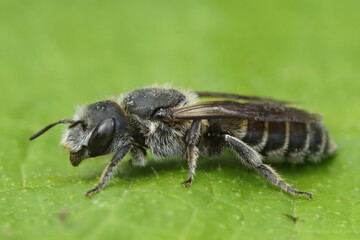 Closeup on the Viper's Bugloss Mason Bee , Hoplitis Osmia adunca sitting on a green leaf