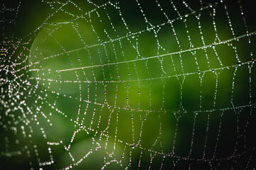 beautiful web on a green bush in drops of water. natural summer background