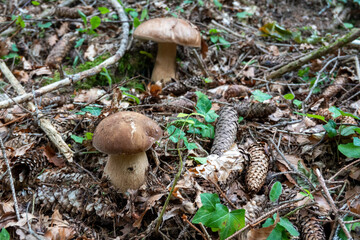 Porcini in the forest . Steinpilze im Wald