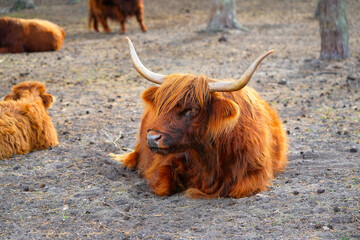 Highlands Cow. Beautiful, long furred or haired, ginger coloured Scottish Highland cattle on the...