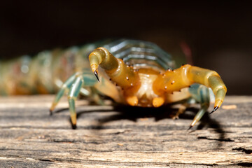 Venomous claws of an Australian centipede