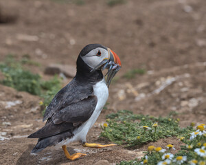 Atlantic puffin with sand eels in it's beak.