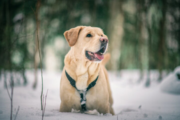 Beautiful purebred labrador retriever on a walk in nature in winter.