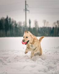 Beautiful purebred labrador retriever on a walk in nature in winter.