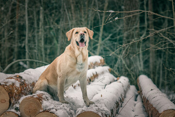 Beautiful purebred labrador retriever on a walk in nature in winter.