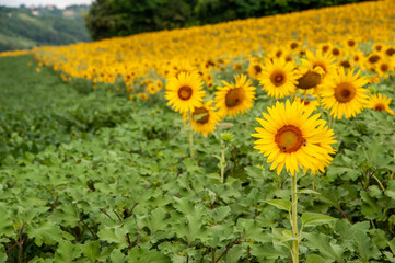 Monferrato, Piemonte, Italia - 19 Luglio 2021:.Girasole in campo di girasoli. La fioritura dei girasoli, fiori di un giallo brillante nella campagna del Piemonte in Italia..
