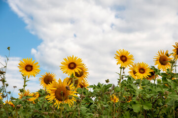 Monferrato, Piemonte, Italia - 19 Luglio 2021:.Girasole in campo di girasoli. La fioritura dei girasoli, fiori di un giallo brillante nella campagna del Piemonte in Italia..
