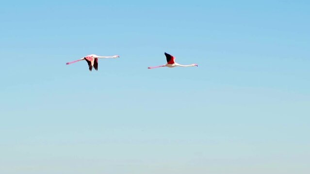 Flock of pink flamingos fly over the Venetian lagoon of the Po Delta, near the Comacchio lagoon. Close-up Pink flamingos flying over the sea on a sunny day. Birds, Delta d Po Park. Emilia - Romagna 