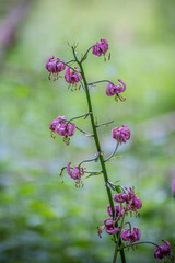 Colorfull flower seen in the mountain walk