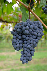 Uva nera di Lambrusco