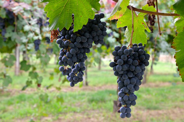 Vigna con uva nera