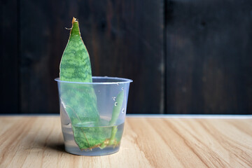 Propagation of Sansevieria plants by cutting the mature leaves and then soaking them in water in a glass. Sansevieria shoots and roots.                                                                 