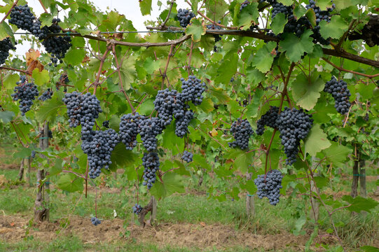 Tralci di uva nera Lambrusco
