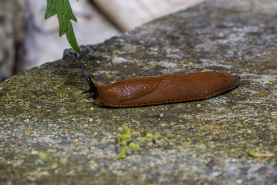 A snal walking in the garden