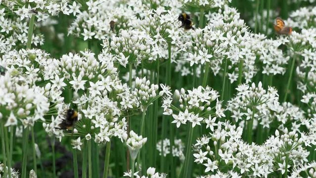Beautiful white flowers of garlic chive plant. Bees and butterflies flying over the flowers and plants in slow motion.