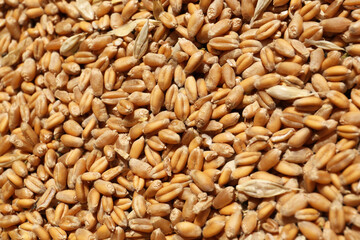 Pile of wheat grains as background, closeup view