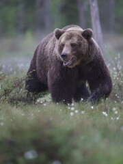 Fototapeta na wymiar Kuhmo, Finland; June, 2022. Photography of Brown Bear (Ursus arctos) in the wild in the Kuhmo region.