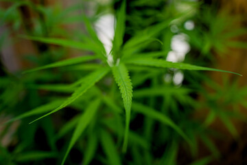Fototapeta na wymiar Cannabis plant leaves on dark color background