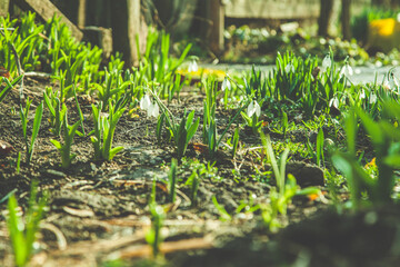 grass in the garden in spring