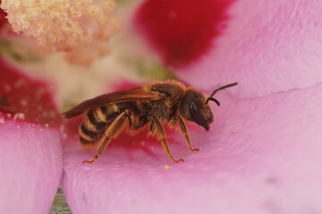 Closeup on a Mediterranean female great banded furriow bee, sitting inside a pink flower