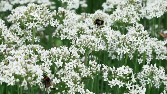 Beautiful white flowers of garlic chive plant. Bees and butterflies flying over the flowers and plants in slow motion.