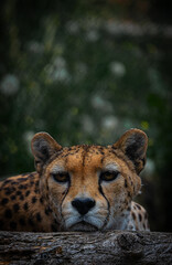 fauler Gepard